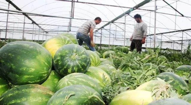 Antalya'da seralarda karpuz hasadına başlandı