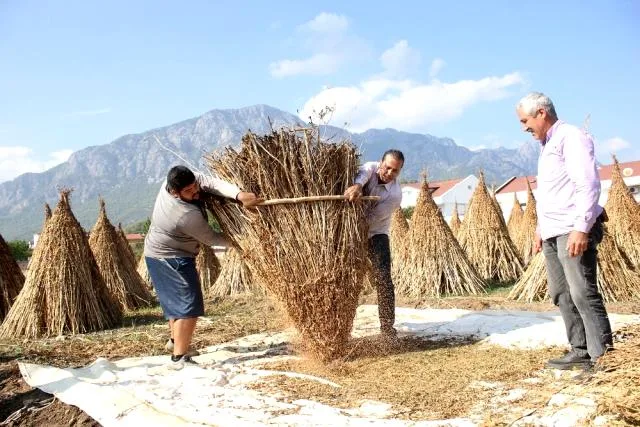 Turizm bölgesinde susam tarımı yeniden ayağa kalkıyor