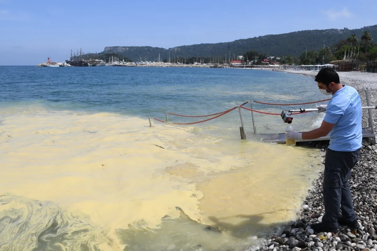 Deniz yüzeyinde görülen sarı tabakanın nedeni açıklandı